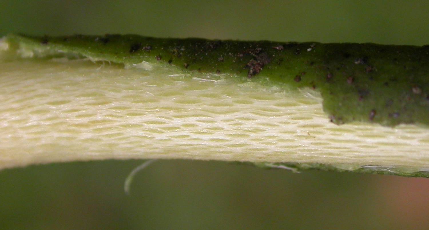 Annonaceae Guatteria 