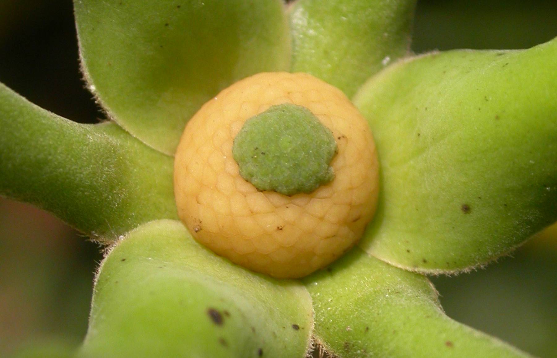 Annonaceae Guatteria 