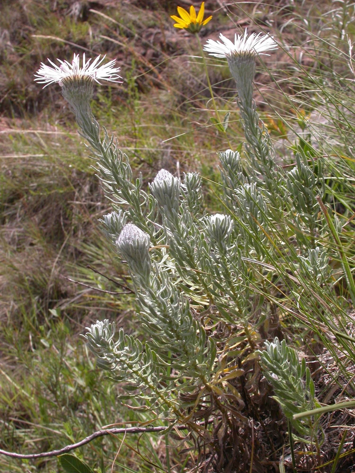 Asteraceae Asteropsis 