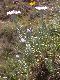 image of Asteropsis 