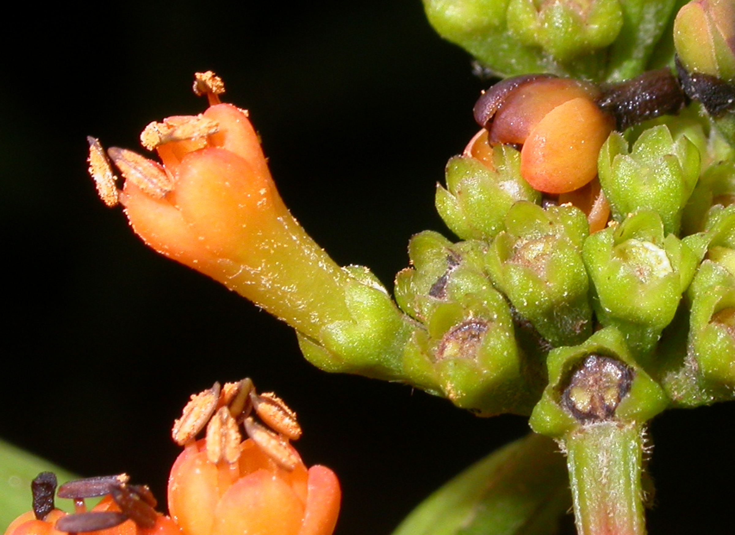 Rubiaceae Warszewiczia coccinea