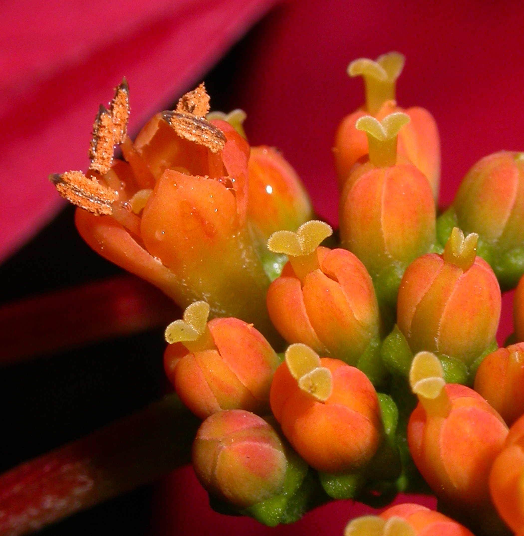 Rubiaceae Warszewiczia coccinea