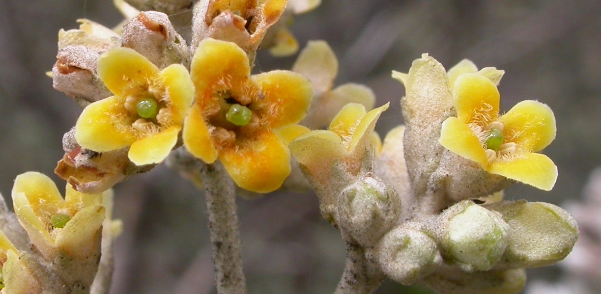 Scrophulariaceae Buddleja 
