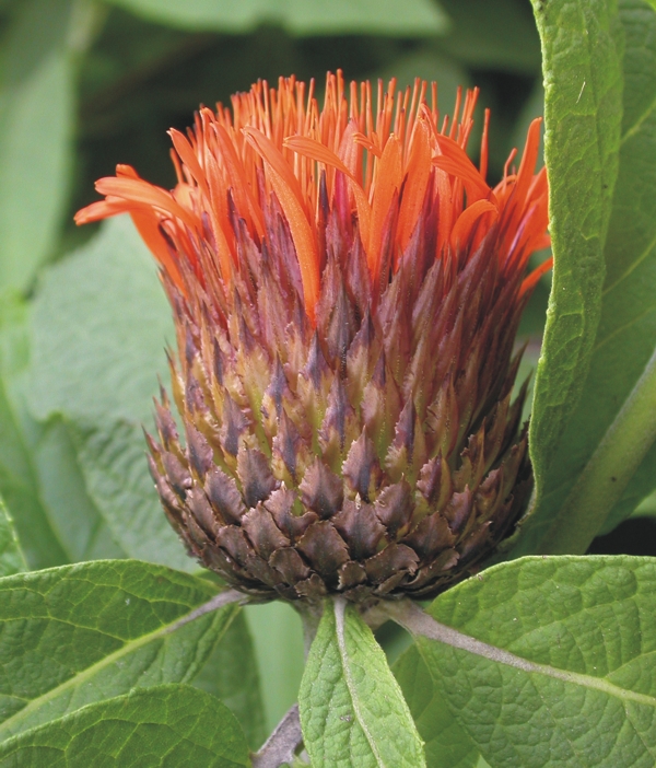 Asteraceae Cnicothamnus 