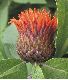 image of Cnicothamnus 