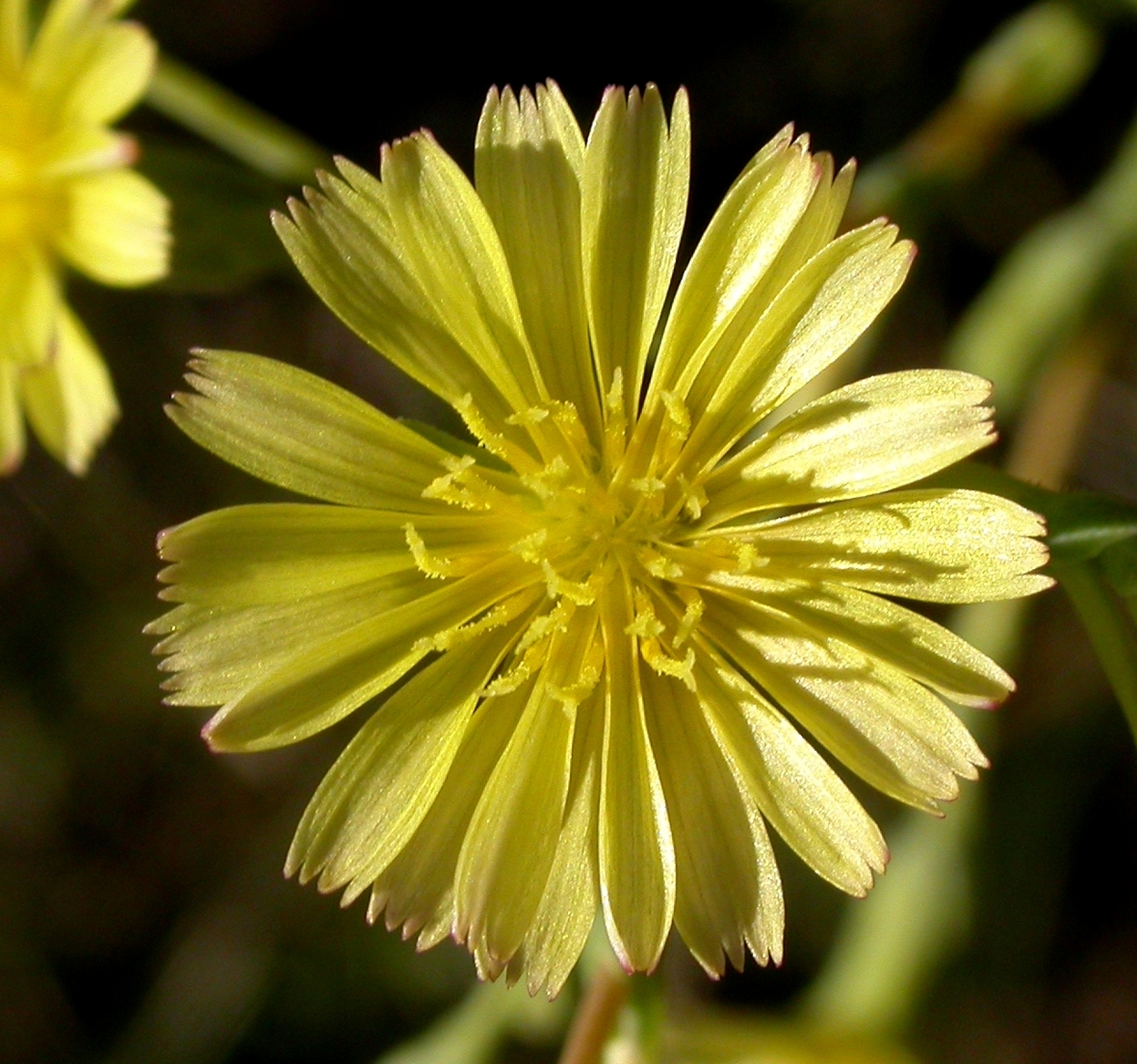 Asteraceae Lactuca 