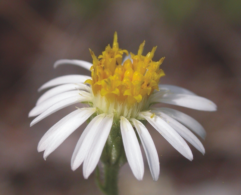 Asteraceae Sommerfeltia cabrerae