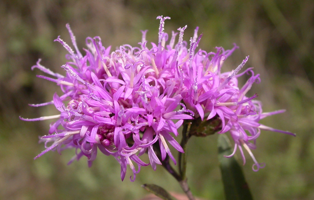 Asteraceae Vernonia nitidula