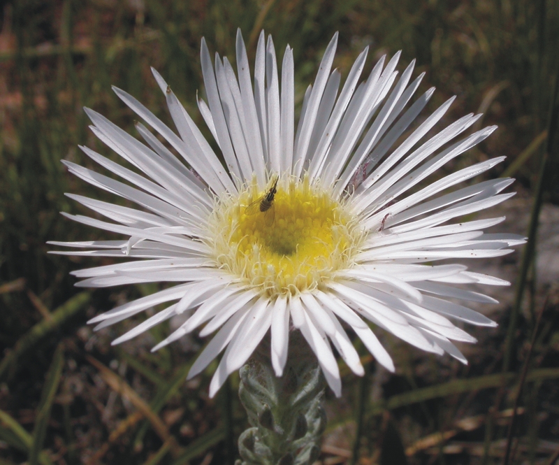 Asteraceae Asteropsis 