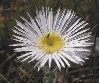 image of Asteropsis 