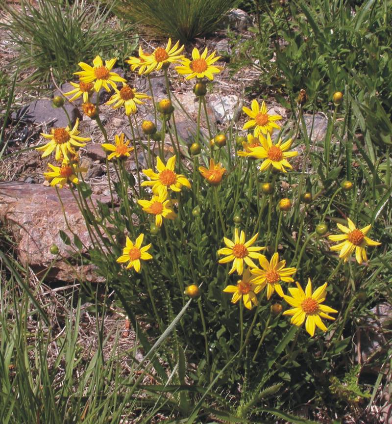 Asteraceae Calea uniflora