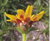 image of Calea uniflora