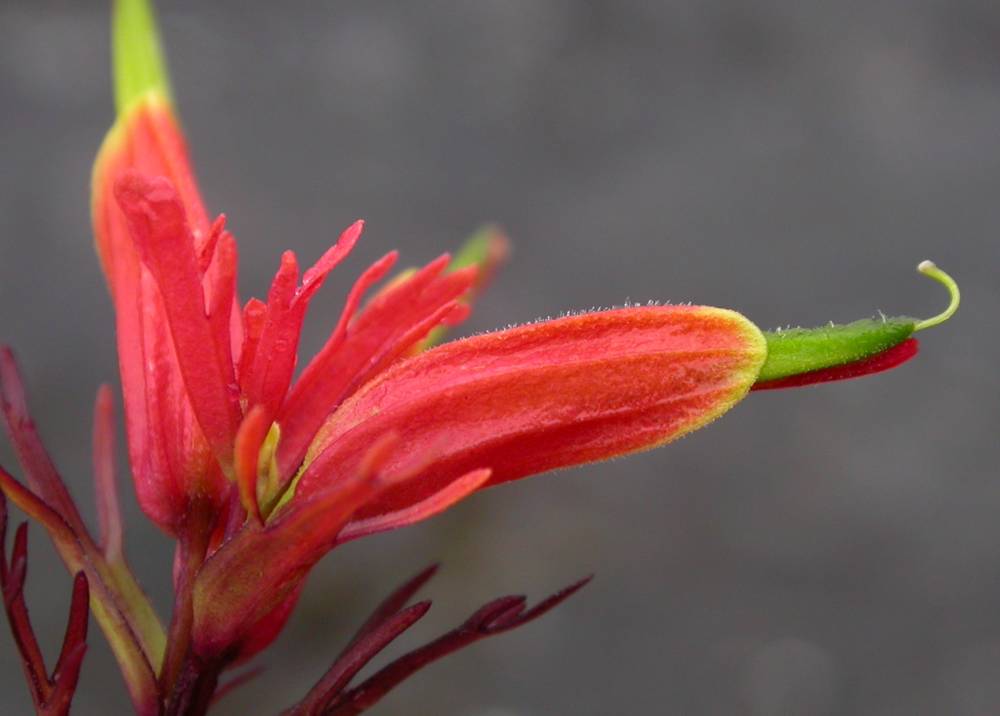 Orobanchaceae Castilleja 