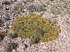 image of Chuquiraga aurea