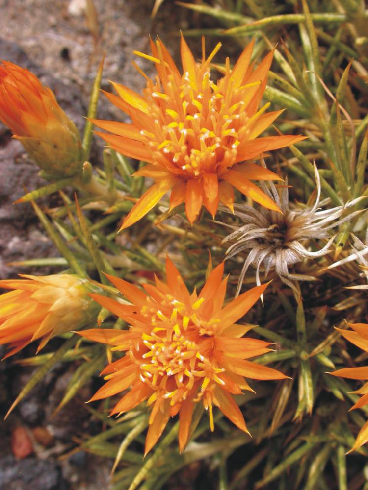 Asteraceae Chuquiraga aurea