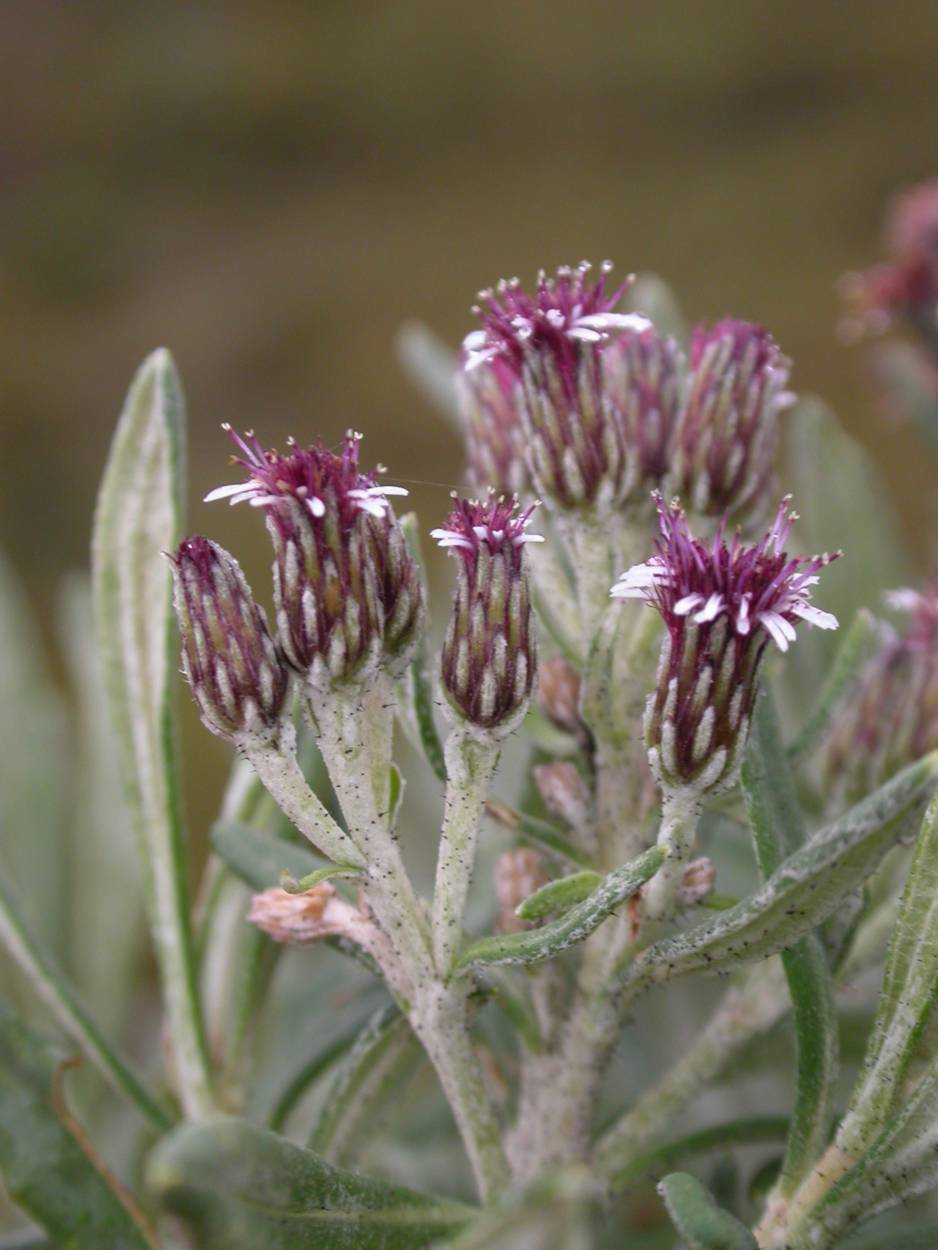 Asteraceae Diplostephium costarricense