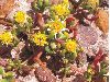image of Duseniella patagonica