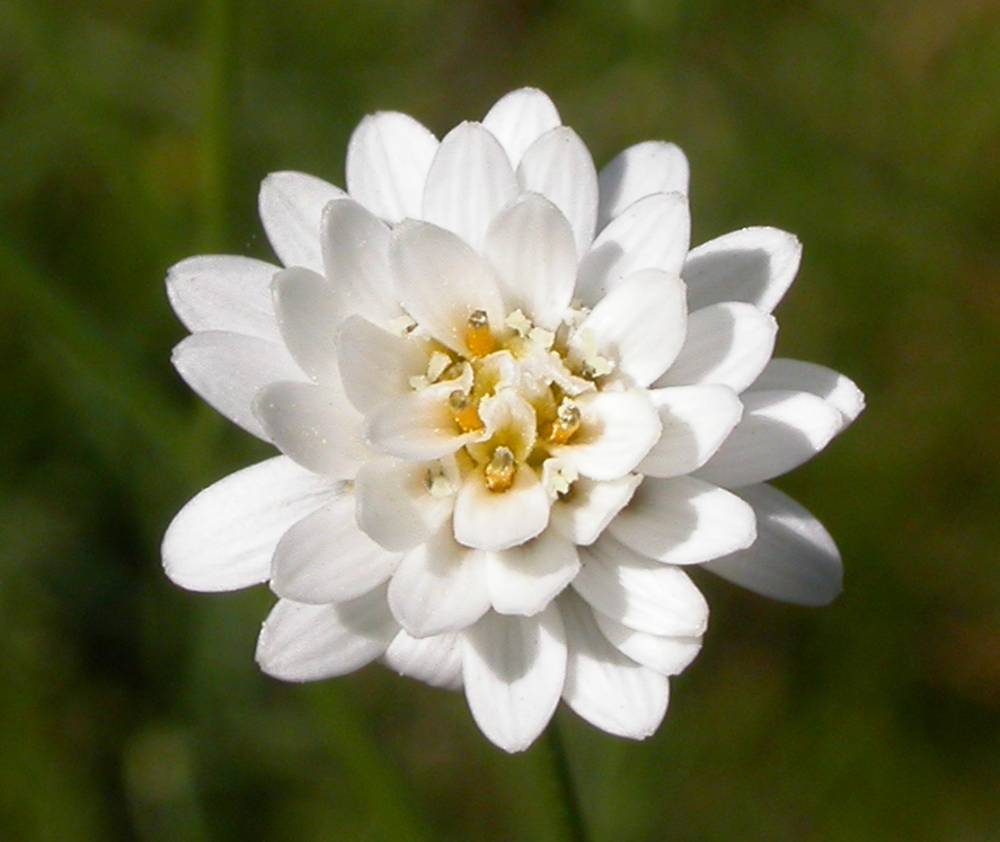 Asteraceae Pamphalea bupleurifolia