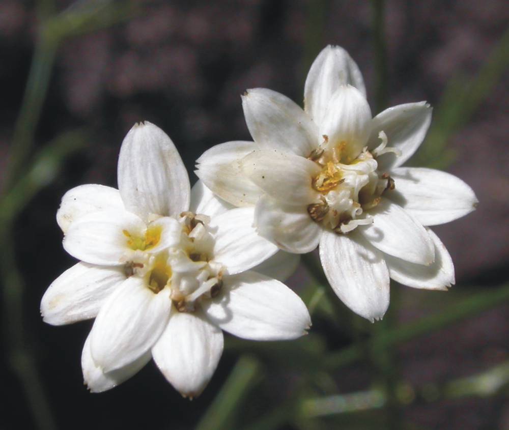 Asteraceae Pamphalea commersonii