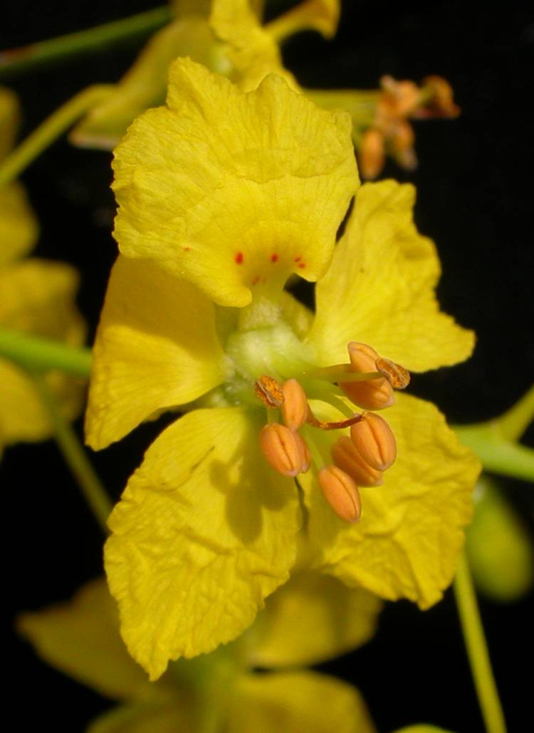 Fabaceae Parkinsonia aculeata