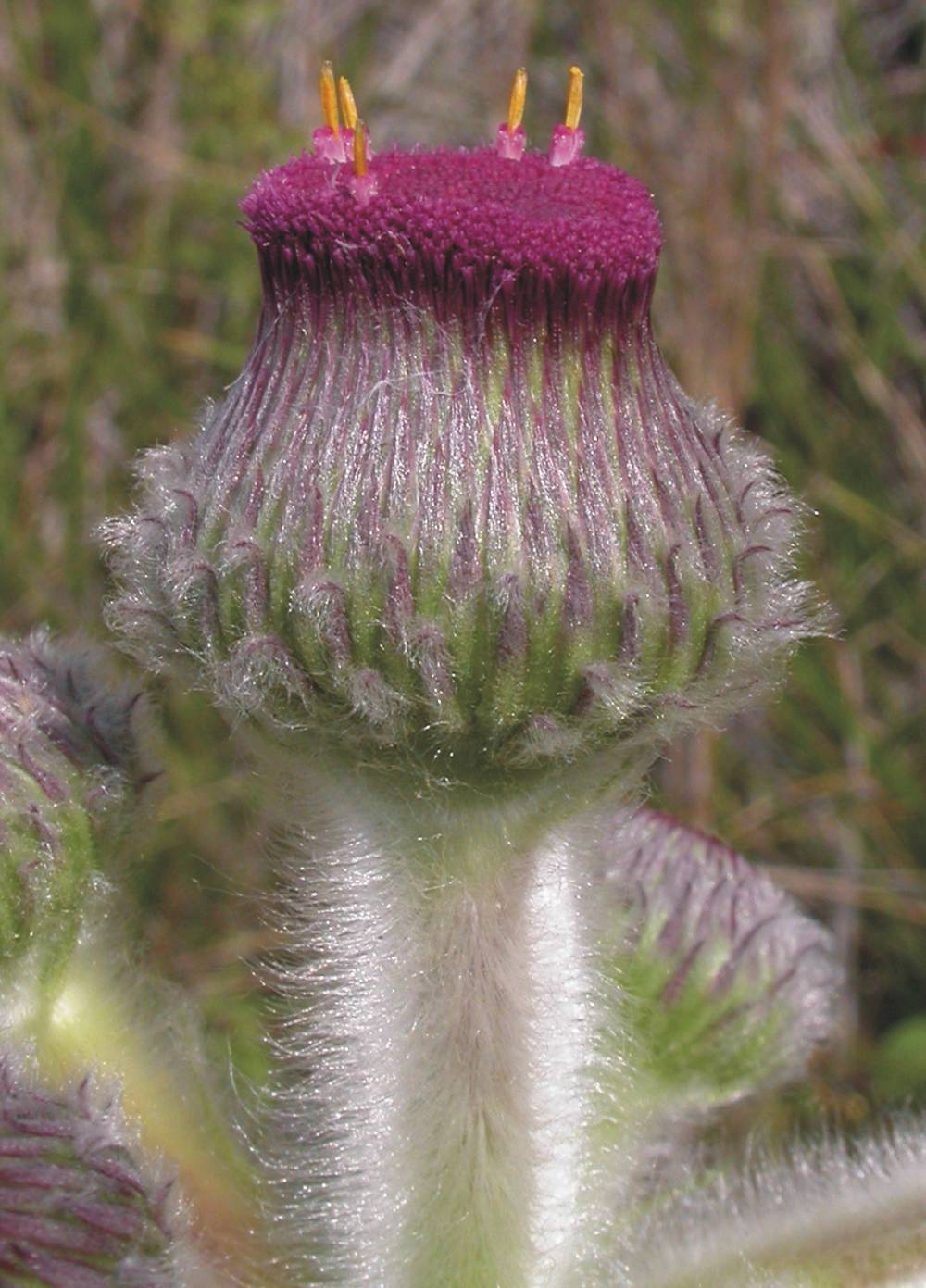 Asteraceae Stenachaenium megapotamicum