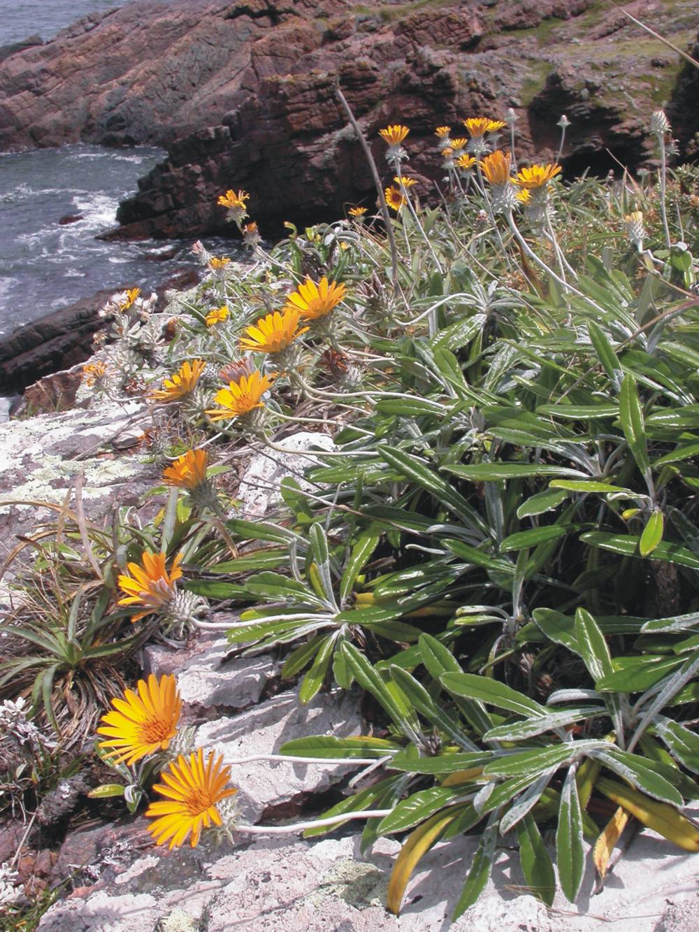 Asteraceae Trichocline incana