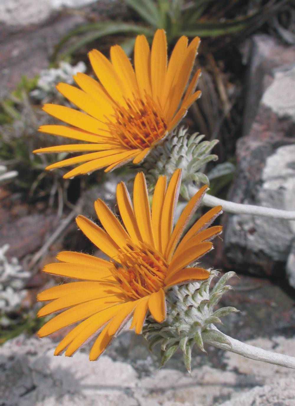 Asteraceae Trichocline incana