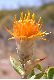 image of Chuquiraga avellanedae
