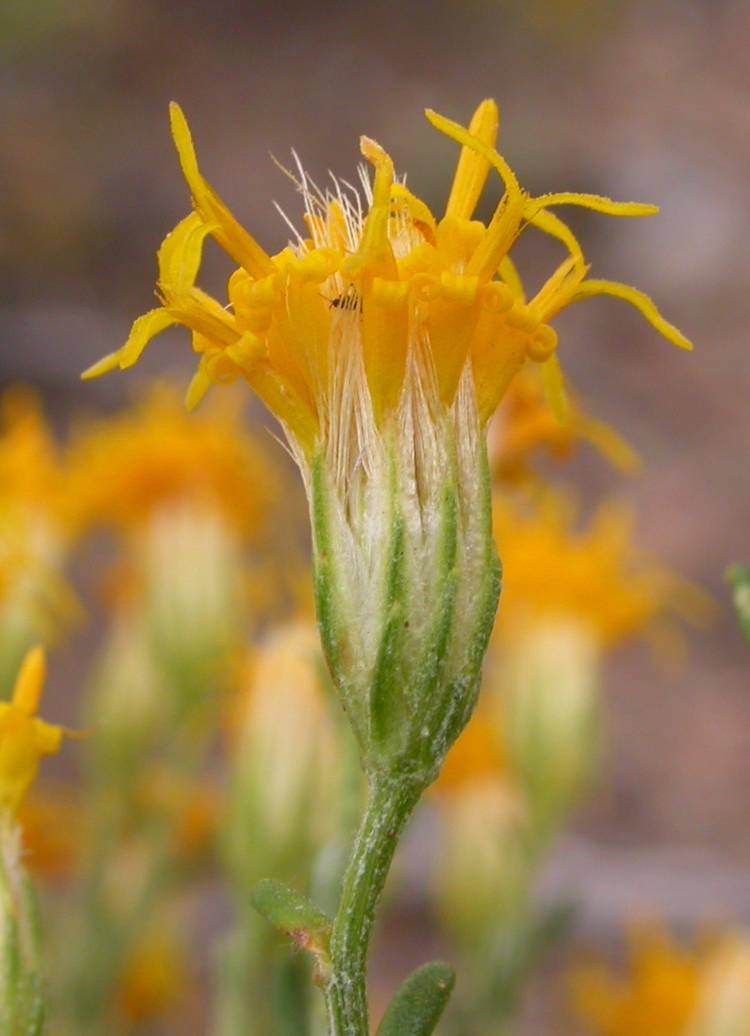 Asteraceae Nardophyllum chiliotrichioides