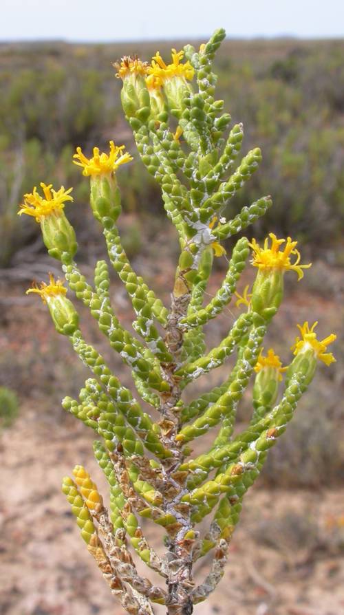 Asteraceae Lepidophyllum cupressiforme