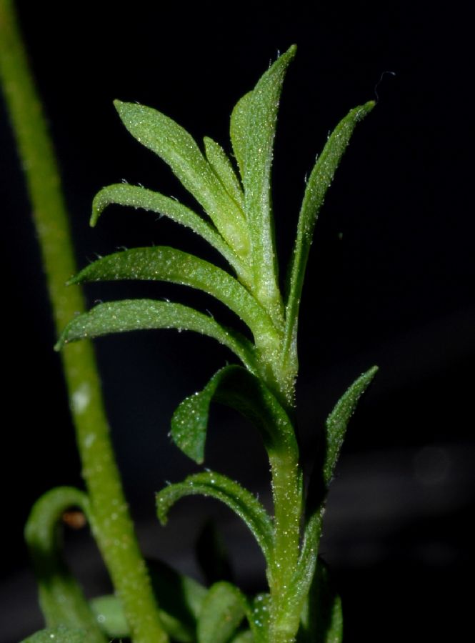 Asteraceae Laestadia costaricensis