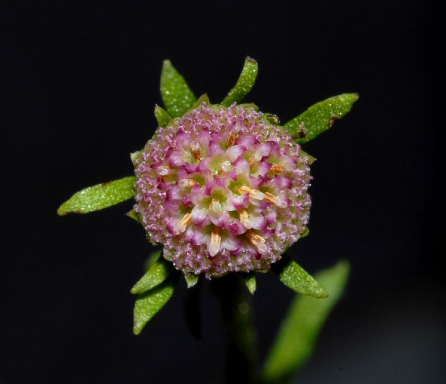 Asteraceae Laestadia costaricensis