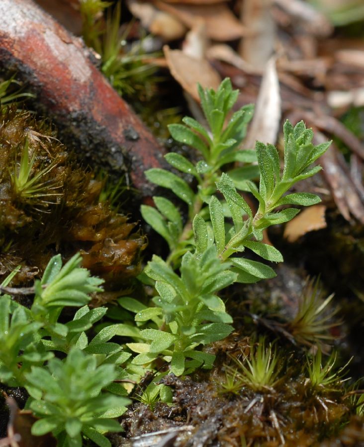 Asteraceae Laestadia costaricensis