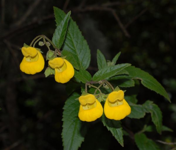 Calceolariaceae Calceolaria irazuensis