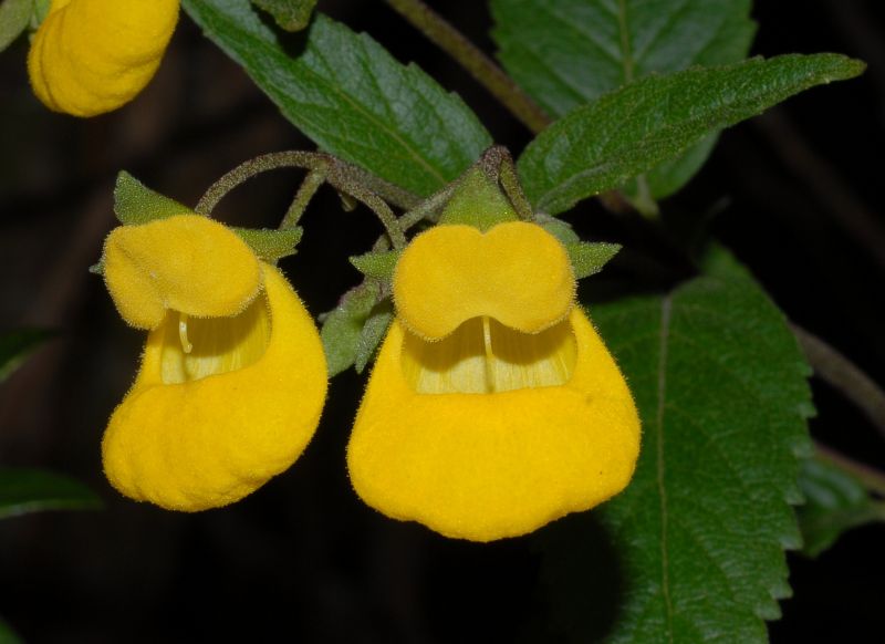 Calceolariaceae Calceolaria irazuensis