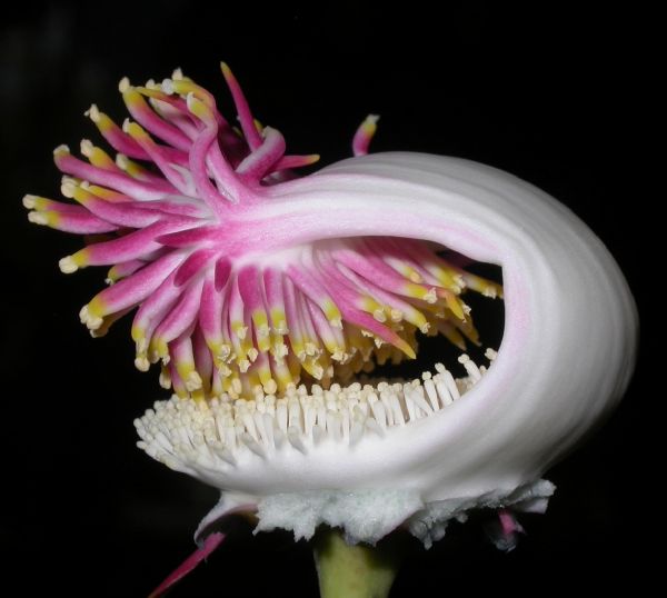 Lecythidaceae Couroupita guianensis