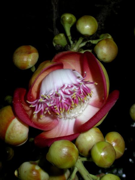 Lecythidaceae Couroupita guianensis