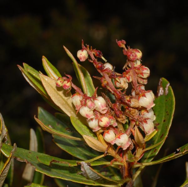 Ericaceae Comarostaphylis arbutoides