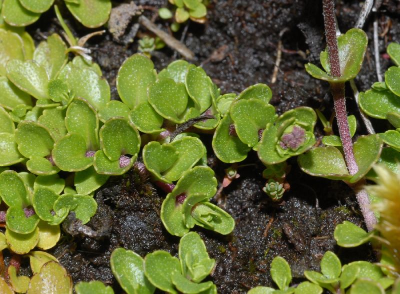 Asteraceae Microspermum repens