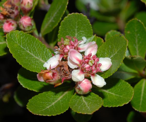 Rosaceae Hesperomeles heterophylla