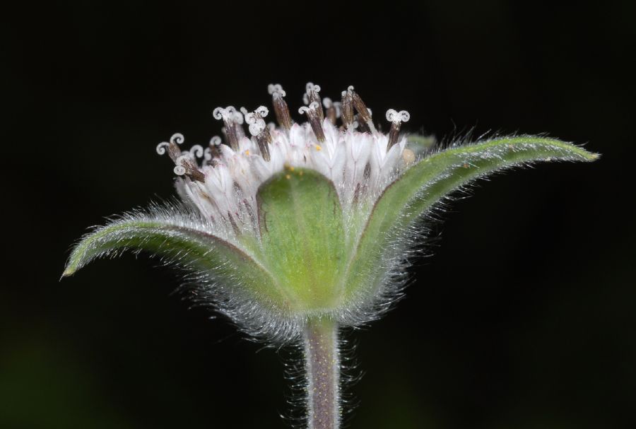 Asteraceae Lagascea mollis