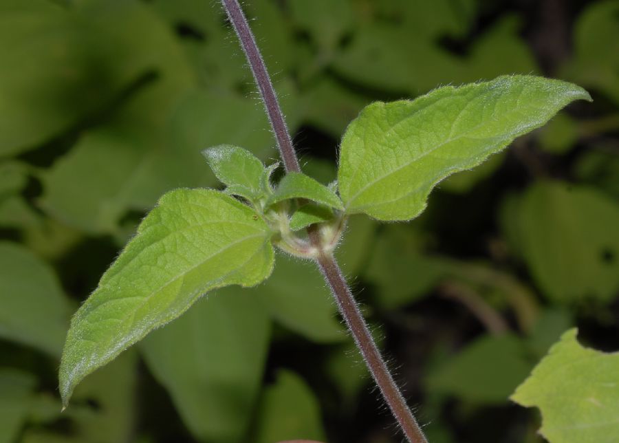 Asteraceae Lagascea mollis