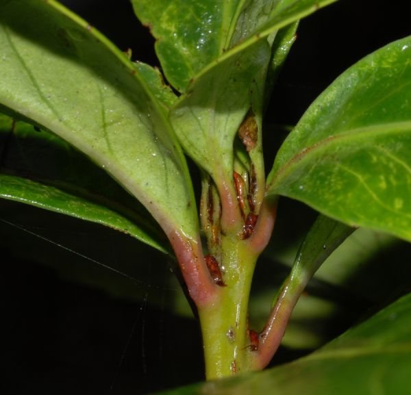 Celastraceae Maytenus woodsonii