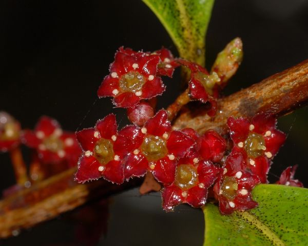 Celastraceae Maytenus woodsonii