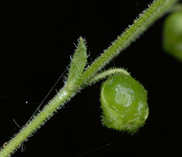 Asteraceae Milleria quinqueflora