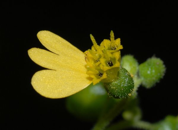 Asteraceae Milleria quinqueflora