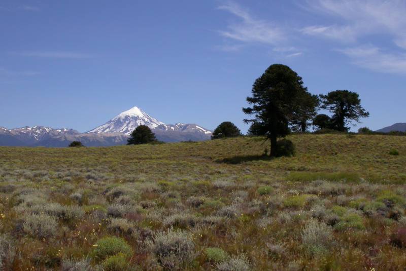 Araucariaceae Araucaria araucana