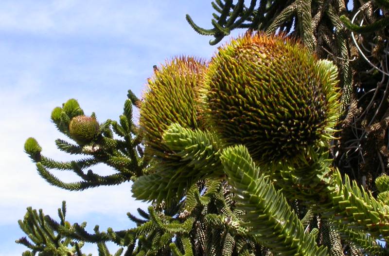 Araucariaceae Araucaria araucana