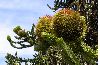 image of Araucaria araucana