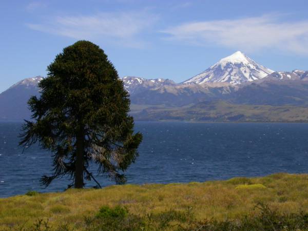 Araucariaceae Araucaria araucana